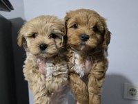 Dünya Tatlısı Maltipoo Yavrular
