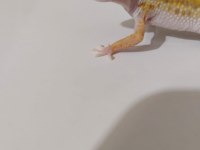 Leopard gecko dişi ve erkek