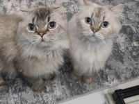 Mama karşılığı british longhair silver point