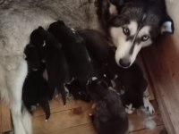 Husky yavrularım yeni ailesini bekliyor