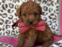 Toy Maltipoo Bebekler