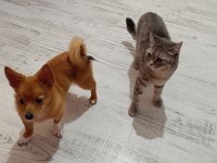 Muhteşem Yavru Pomeranian Spitz Ve Chihuahua Mix
