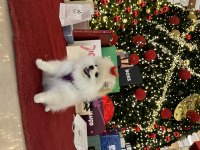 Eşimin hamileliği sebebi ile pomeranian kızımız