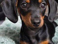 Black And Tan Dachshund Yavrularımız