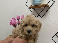 50 günlük maltipoo köpekler