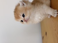 Safkan British Shorthair Golden Ny12