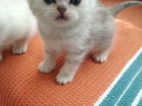 Bella nın scottish fold yavruları