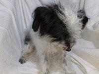 Maltipoo (beyaz ve siyah)