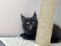 Safkan Black Smoke Blue Smoke Black Red Solid Maine Coon