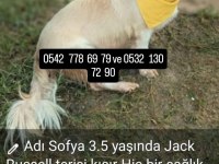 Çok uysal cana yakın köpeğimiz