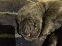 Yavru cane corso