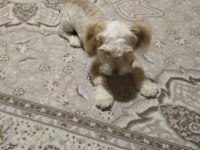 YARAMAZ UFAKLIK MALTİPOO