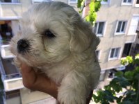0 numara Maltese yavrular