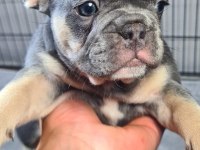 3 aylık fransız bulldog blue tan