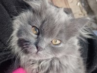 British longhair