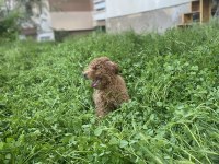 MİNYATÜR POODLE ERKEK