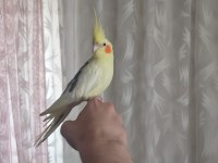 Ele Kola Alışık Ful Evcil Sultan Papağanı