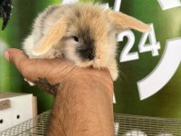 Hollanda lop tavşanı bebekler