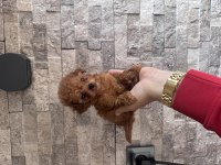 BÜYEMEYEN GERÇEK TOY POODLE KISA BURUNLU