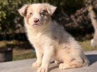 Red Merle Mavi Gözlü Border Collie Yavrular