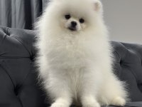 Üst kalite Pomeranian boo isteyenlere