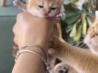 Golden british shorthair dişi ve erkek bebekler