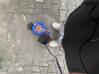 Pekinez dişi iletişime geçebilirsiniz