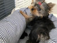 Evinizin neşesi yorkshire terrier