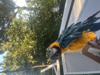İsmi Rıfkı Evraklı Macaw