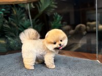 Safkan Oyuncu Kore Pomeranian Yavrularımız