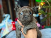 French bulldog köpekler
