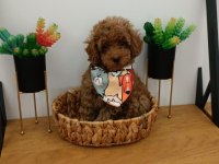 2.5 kiloda kalacak Toy Poodle Bir dişi bir erkek