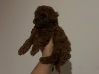 Kore toy Poodle Yavrular