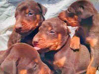 A kalite doberman bebeklerimiz