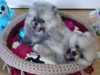 Şecereli Teacup Teddy Face Pomeranian Yavrularımız