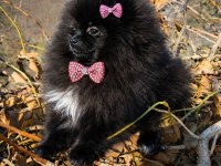 Sevimliliğiyle Hayran Bırakan Siyah Pomeranian Boo Yavrusu