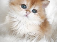 Show kalite dişi british longhair