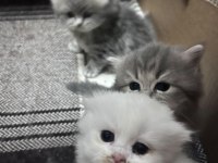 Üst Kalite Golden ve Beyaz Kodlu Uzun Tüylü Kedilerim