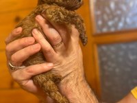 Toy poodle