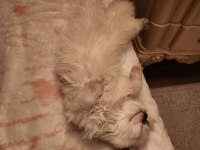 Oğlumuza yuva british longhair