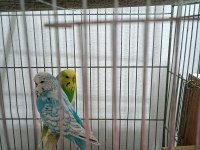 Şov Jumbo takım muhabbet kuşu