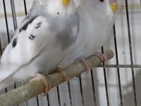 Yeni yeme düşen bebek muhabbet kuşlar