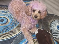 Dişi toy poodle 7 aylık