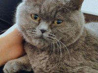 British shorthair