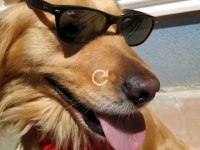 Golden Erkek Retriever