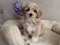 ORIGINAL KORE TEACUP MALTİPOO YAVRUMUZ