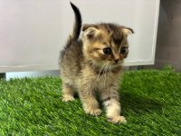 Scottish Fold Golden NY11