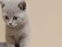 British shorthair acil sahiplendirilecek