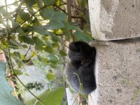 British shorthair kedisi