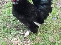 İspenç horozlar